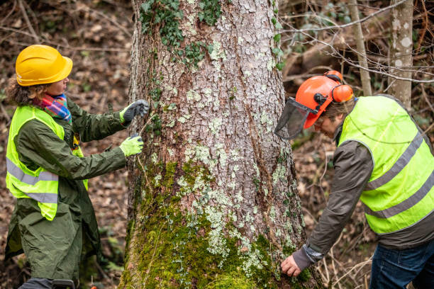 Best Tree Preservation Services  in Lepanto, AR